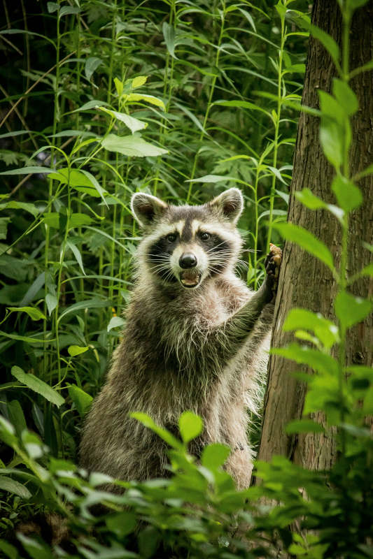 Raccoon2